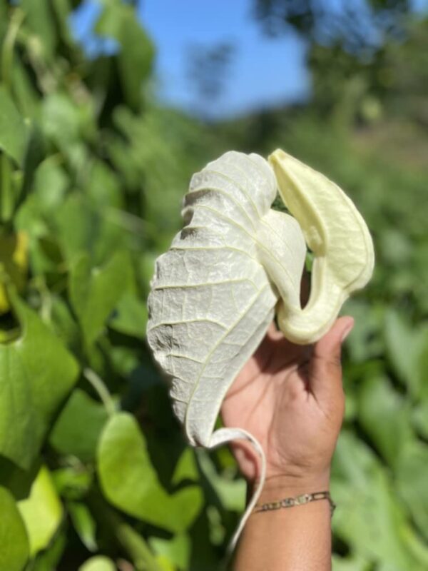 Instrucciones de uso