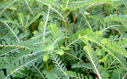 Té Stone Breaker natural detox riñones y vesícula biliar