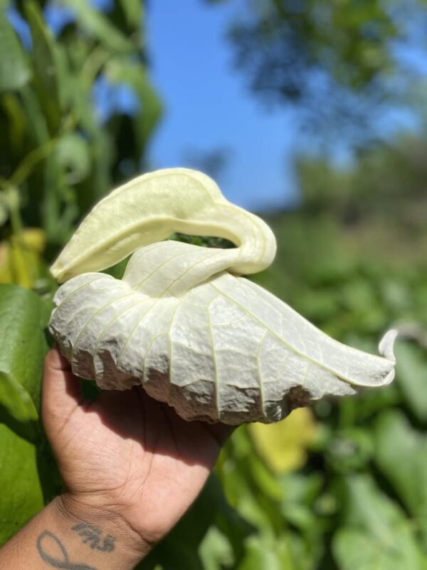 Etiqueta del producto flor de pato