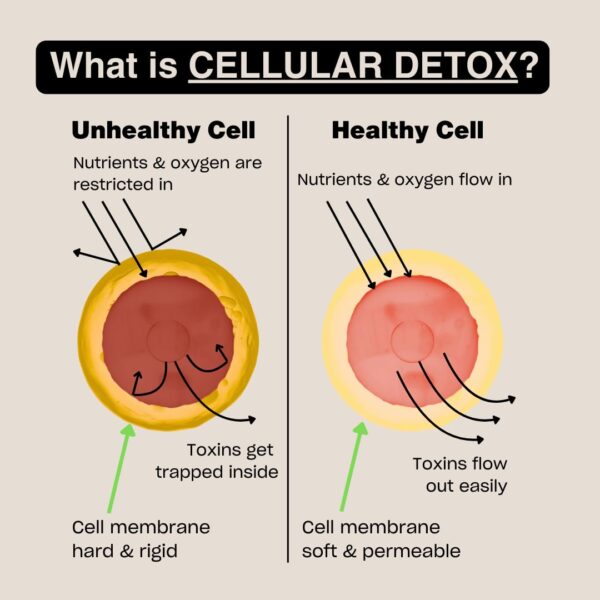 Frasco MSM 99.9% puro vegano sin azúcar para detox celular