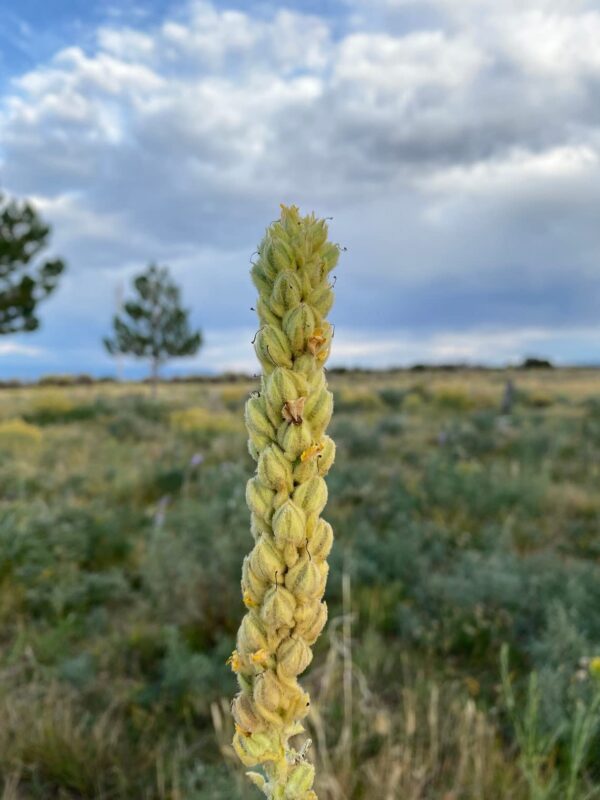 Hojas secas de gordolobo para té Undelio