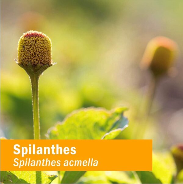 Extracto natural Herb Pharm Spilanthes para detoxificación saludable