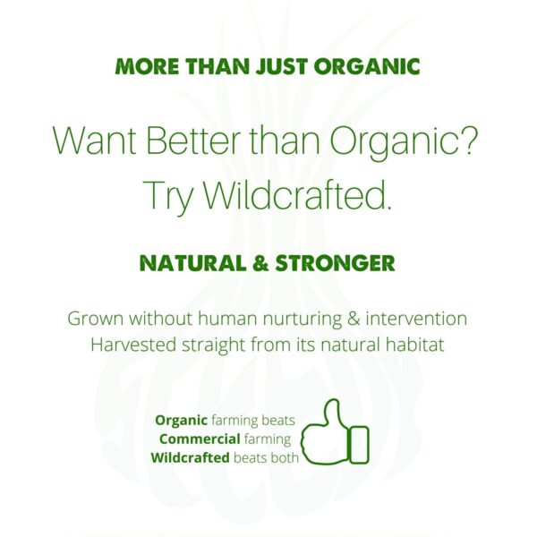 Té SpeedyVite ingredientes naturales para limpieza renal