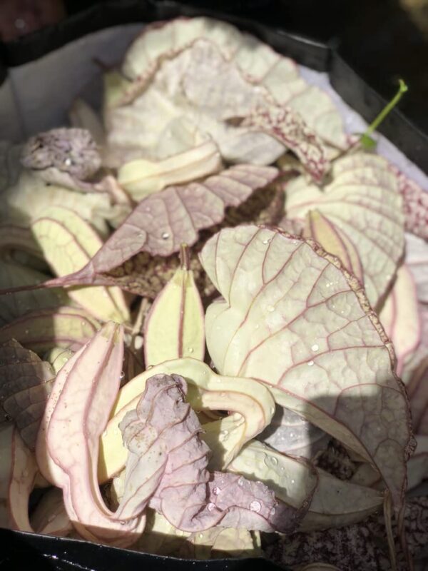 Imagen de la planta de pato