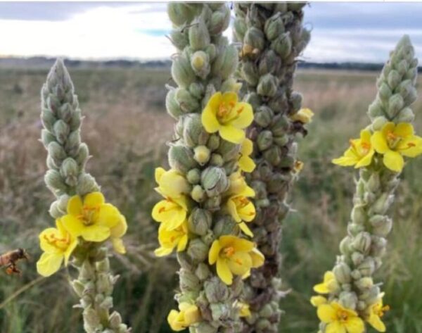 Taza con té de hoja de gordolobo Undelio servido