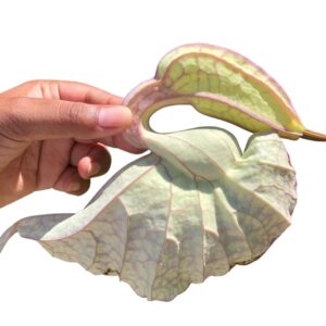 Flor de pato jamaicana en empaque