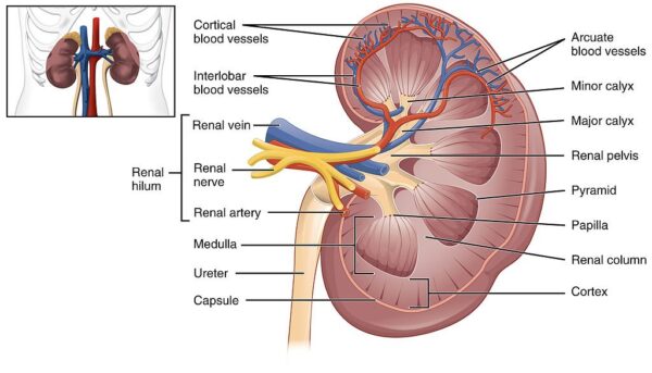 Botella caja de suplemento Sigmaceutical para salud renal