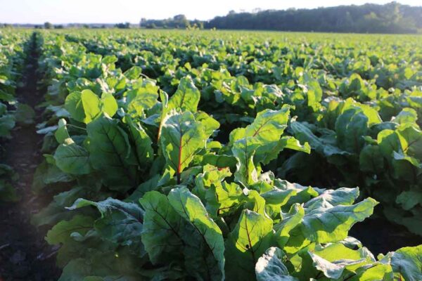 Cápsulas SP Detox Balance apoya procesos naturales de limpieza