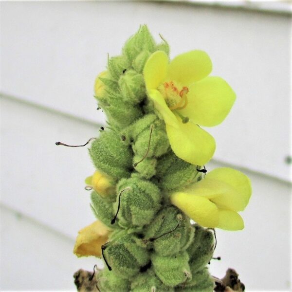 Infusión herbal de té Undelio con propiedades respiratorias