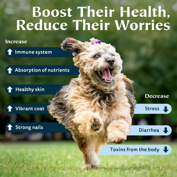 Zeotex paquete polvo zeolita detox y apoyo inmunológico 2 productos