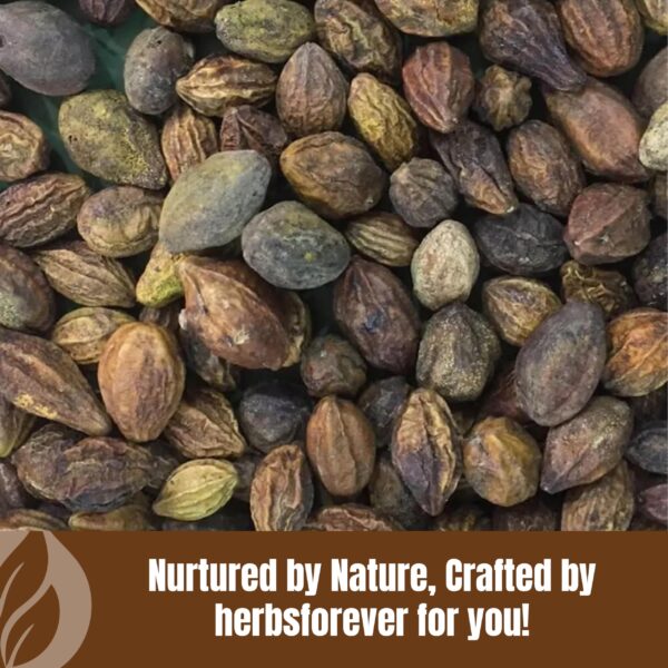 HerbsForever polvo Haritaki en recipiente claro