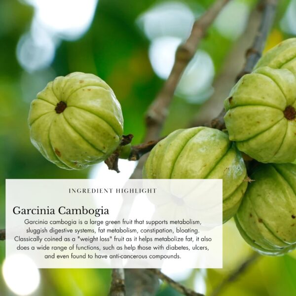 Suplemento digestivo con jengibre y hierbas para hinchazón