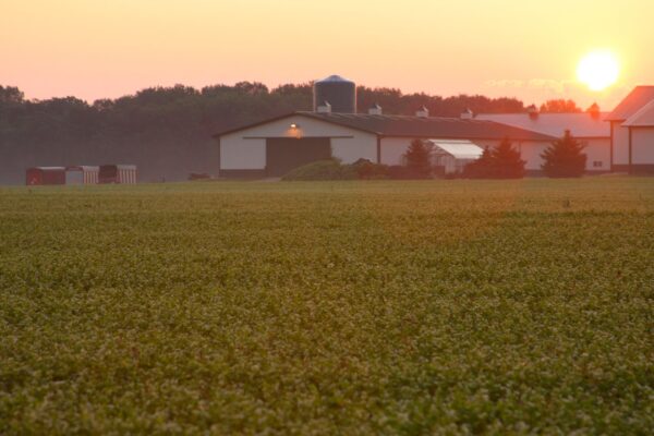 Standard Process SP Detox Balance 28oz apoyo proteico detox