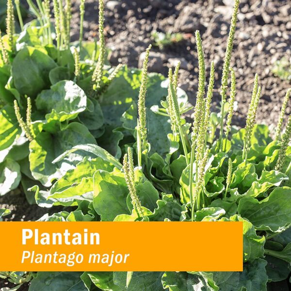 Extracto orgánico de plátano para limpieza natural envase