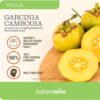 Enfoque general de garcinia cambogia NightTime