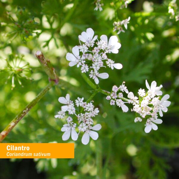 Extracto de cilantro Herb Pharm en botella de vidrio