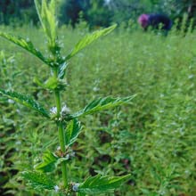 Frasco y gotero extracto natural Gypsywort Royal Brand