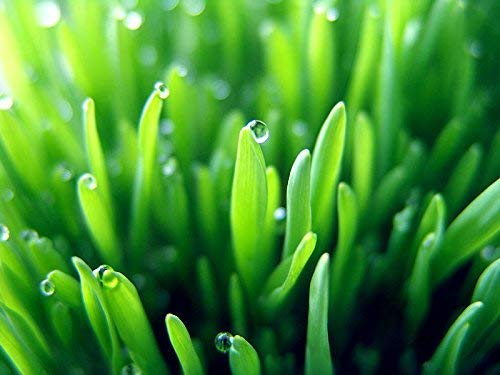 Frascos de FREZZOR Super Greens para nutrición balanceada