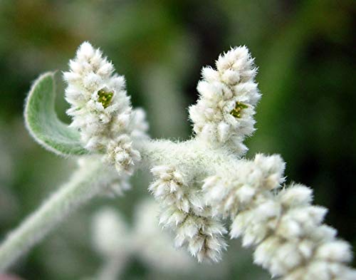 Version 1.0.0 Caja polvo Aerva Lanata neotea medicina ayurvédica natural pura