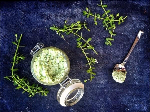 Polvo natural de hoja Jiaogulan bodi sin químicos