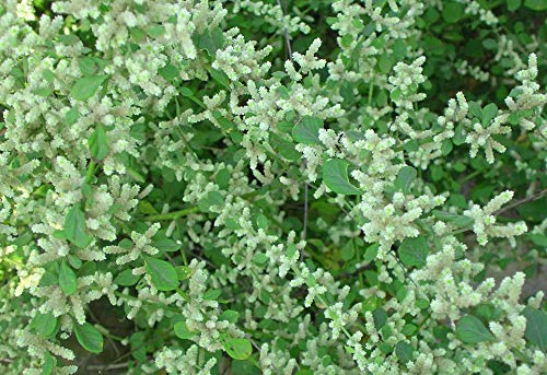 Version 1.0.0 Producto neotea polvo Aerva Lanata herbal suplemento orgánico