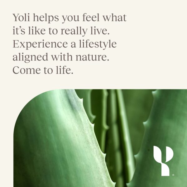 Productos Yoli Detox Bundle para equilibrio y energía diaria