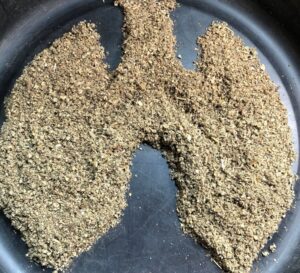 Paquete de té de hoja de gordolobo orgánico para salud respiratoria