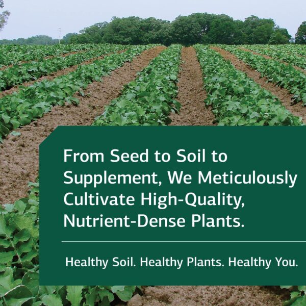 Standard Process SP Cleanse suplemento apoyo hígado y riñón