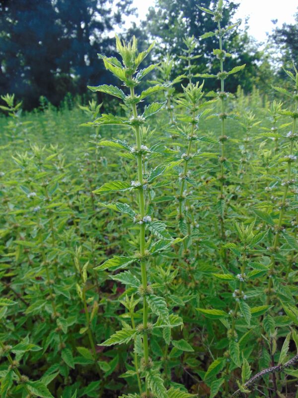 Atomizador incluido con extracto Royal Brand Gypsywort