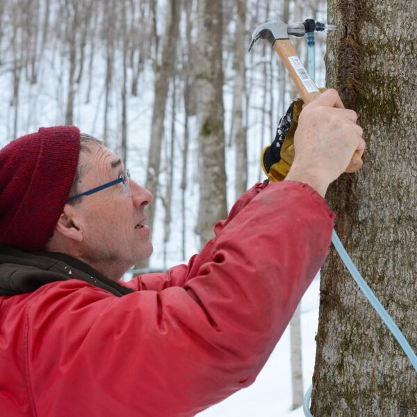 Frasco detalle kit detox orgánico Maple Valley