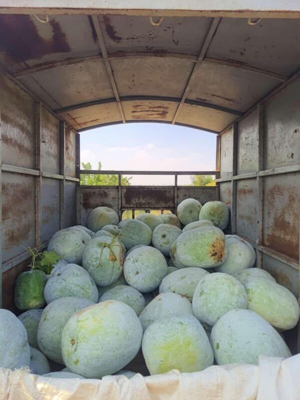 Vista lateral Puremaa polvo calabaza cera natural para salud